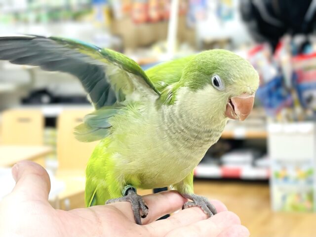 オキナインコ