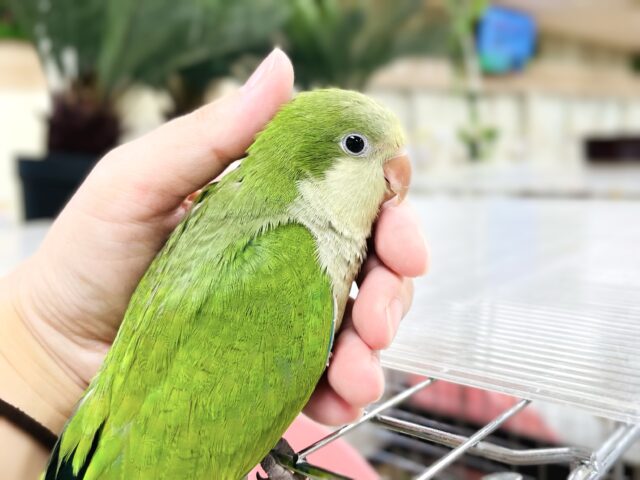 オキナインコ
