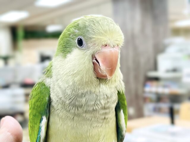 オキナインコ