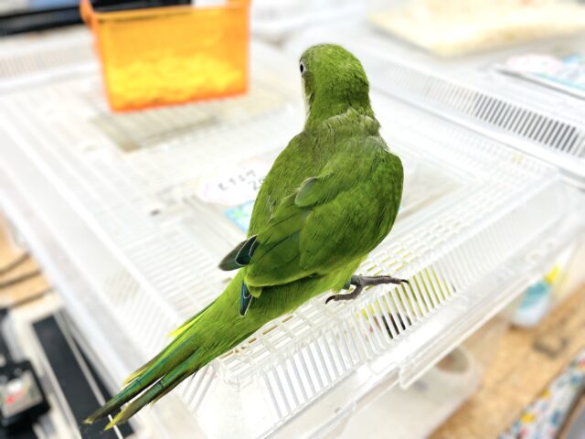 オキナインコ