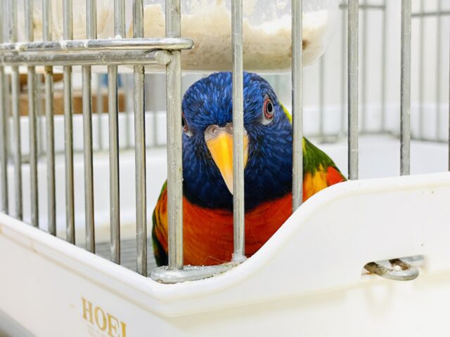 ゴシキセイガイインコ