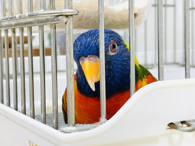 ゴシキセイガイインコ