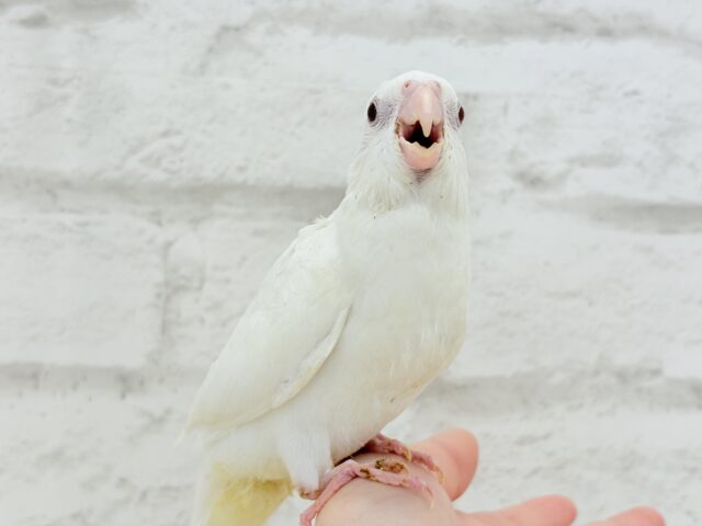 オカメインコ