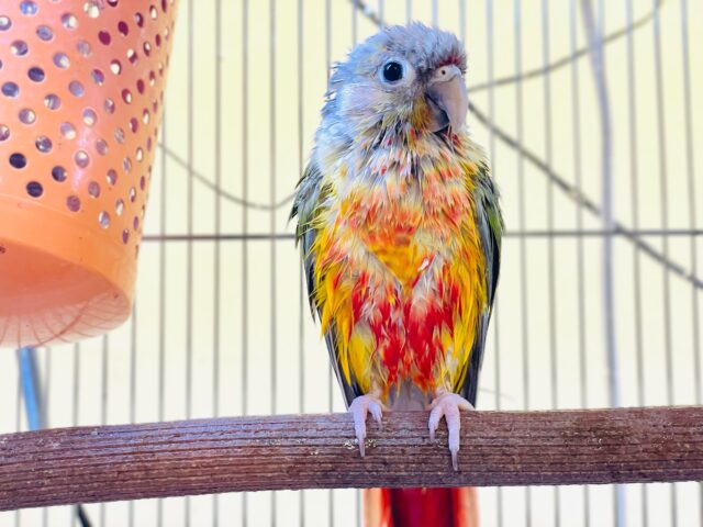 ホオミドリウロコインコ