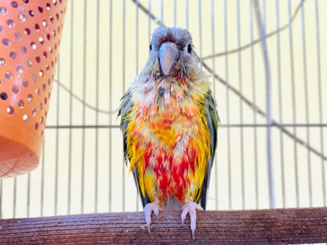 ホオミドリウロコインコ