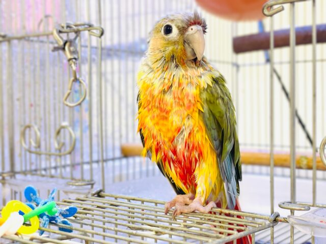 ホオミドリウロコインコ