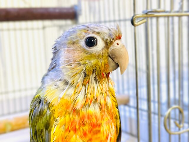 ホオミドリウロコインコ