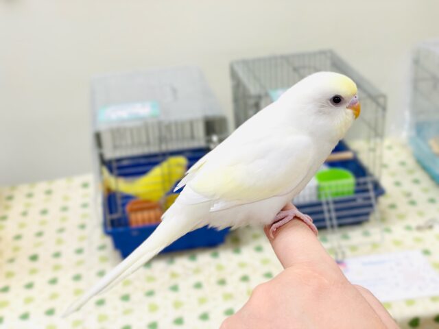 セキセイインコ