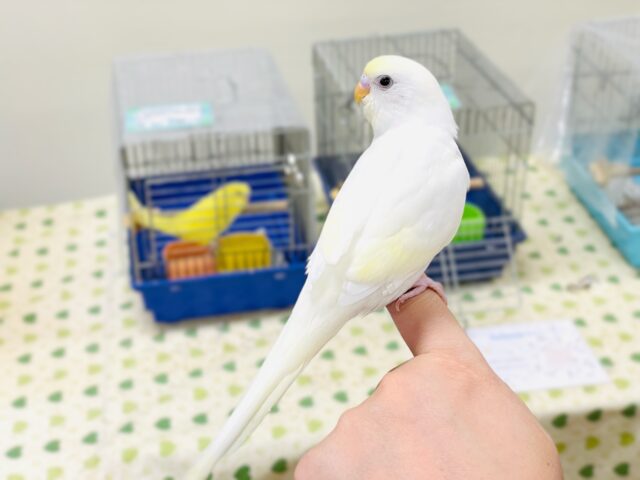 セキセイインコ