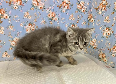 ブリティッシュショートヘア