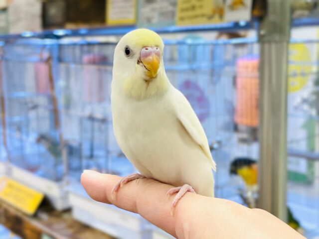 セキセイインコ