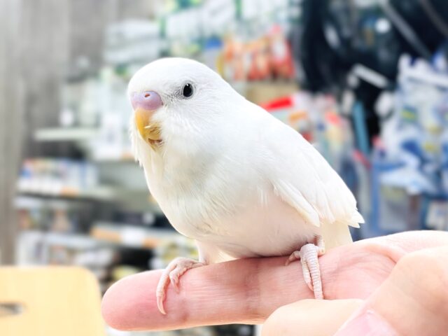 セキセイインコ