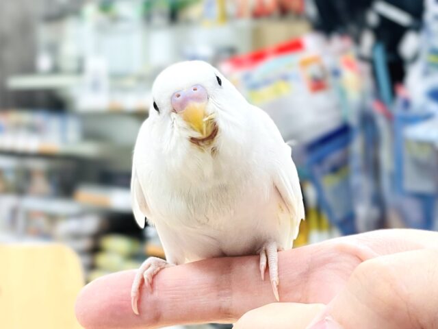 セキセイインコ
