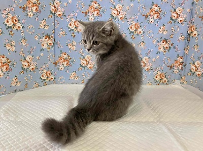 ブリティッシュショートヘア