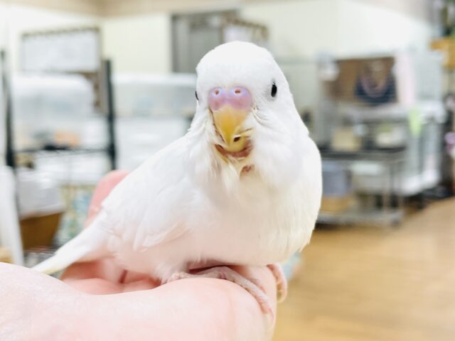 セキセイインコ
