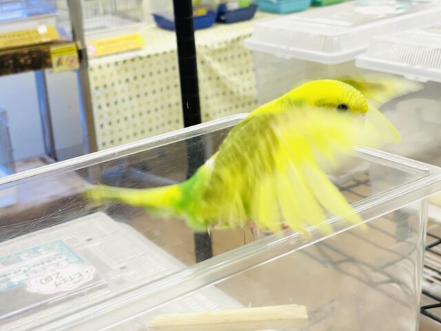 セキセイインコ