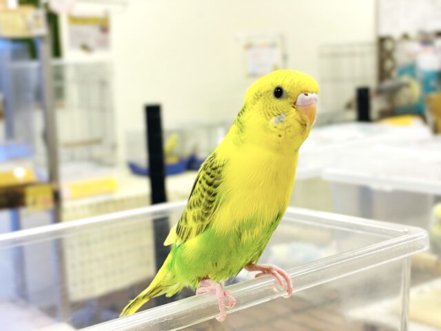 セキセイインコ