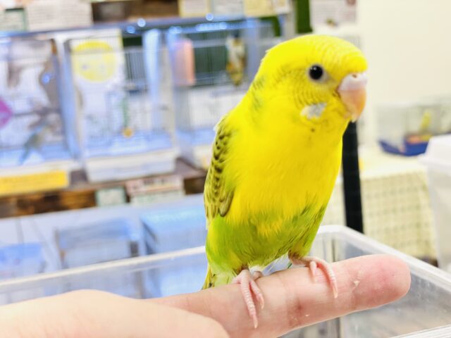 セキセイインコ
