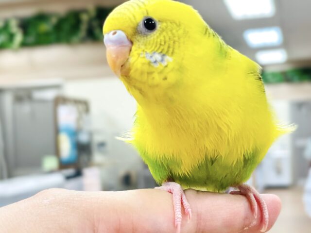 セキセイインコ
