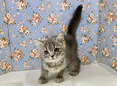 ブリティッシュショートヘア