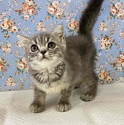 ずっしり！がっちり！ブリティッシュショートヘアー入舎！！