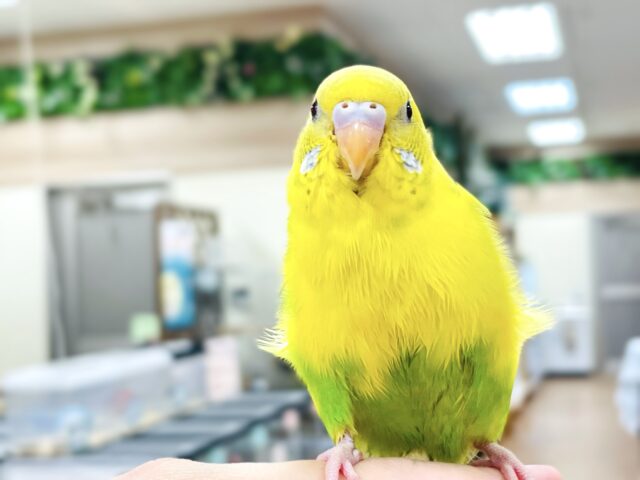 セキセイインコ