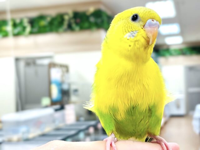 セキセイインコ
