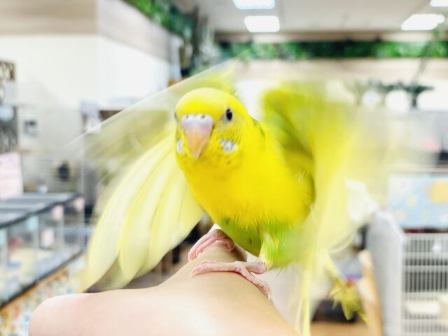 セキセイインコ