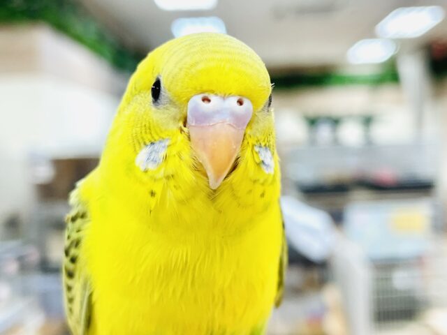セキセイインコ