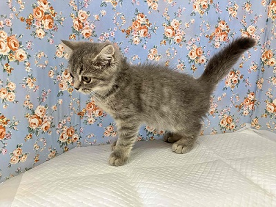 ブリティッシュショートヘア