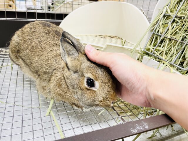 ネザーランドドワーフ