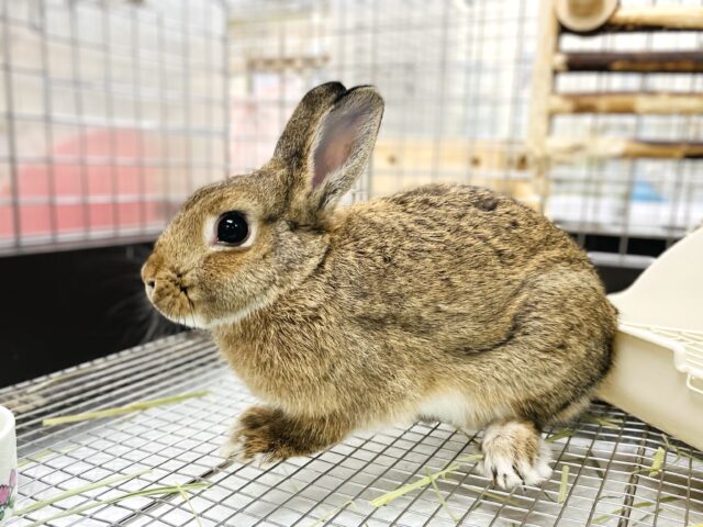 ネザーランドドワーフ