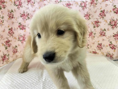 ゴールデンレトリバー