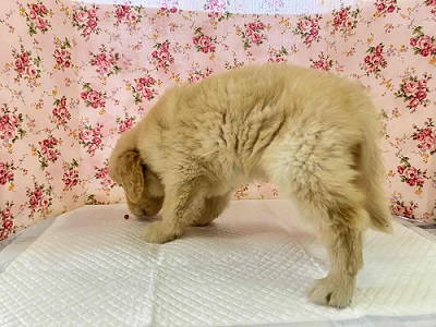 ゴールデンレトリバー