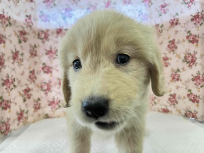 ゴールデンレトリバー