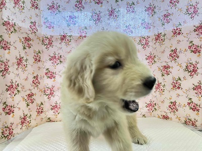 ゴールデンレトリバー