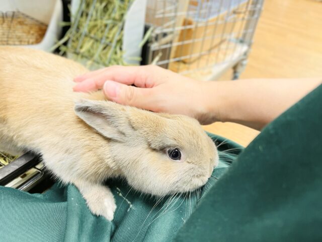 ネザーランドドワーフ