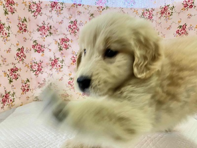 ゴールデンレトリバー