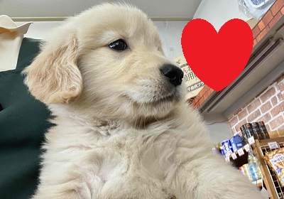 ゴールデンレトリバー