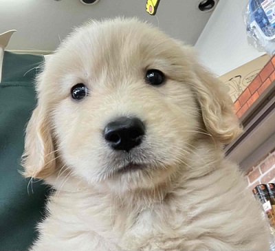 ゴールデンレトリバー