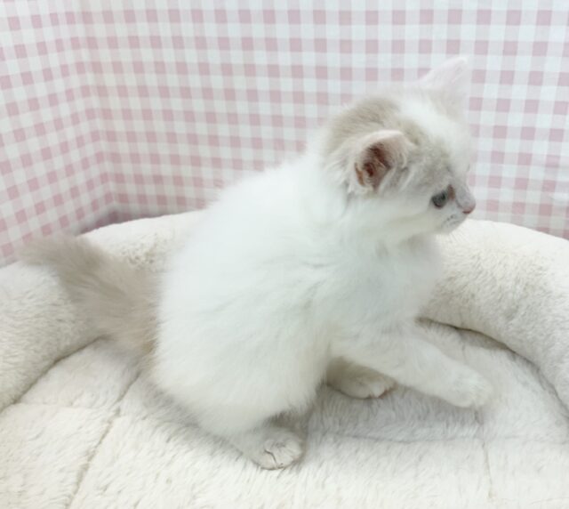 スコティッシュフォールド