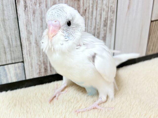 ご飯大好き元気っ子‼️セキセイインコ(白ハルクイン)(ヒナ)