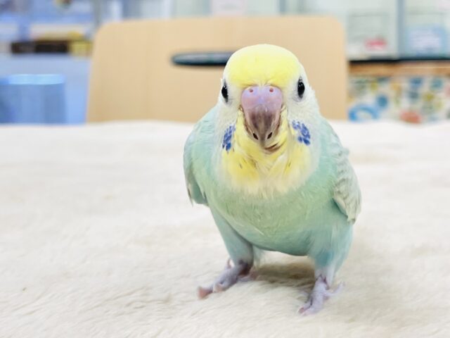 セキセイインコ