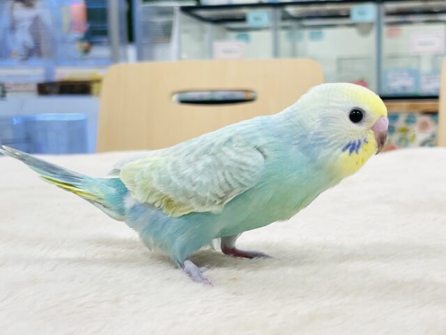 セキセイインコ