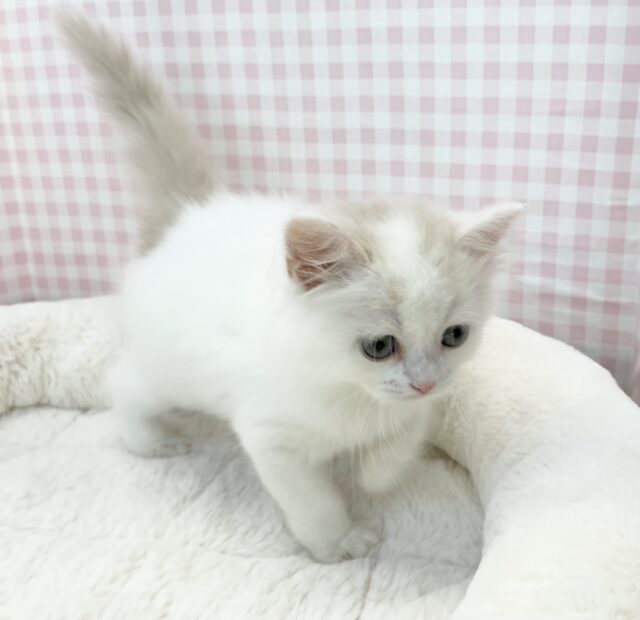 スコティッシュフォールド