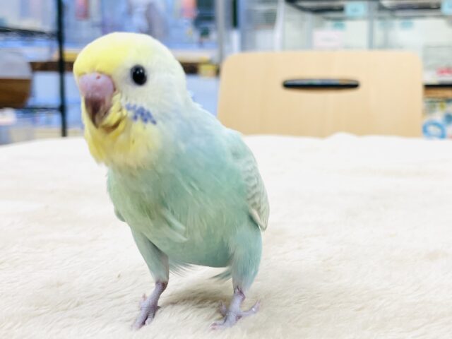 【最新画像】爽やかクリームメロンソーダ🍈🫧セキセイインコ(パステルレインボー)ヒナ
