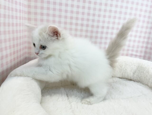 スコティッシュフォールド