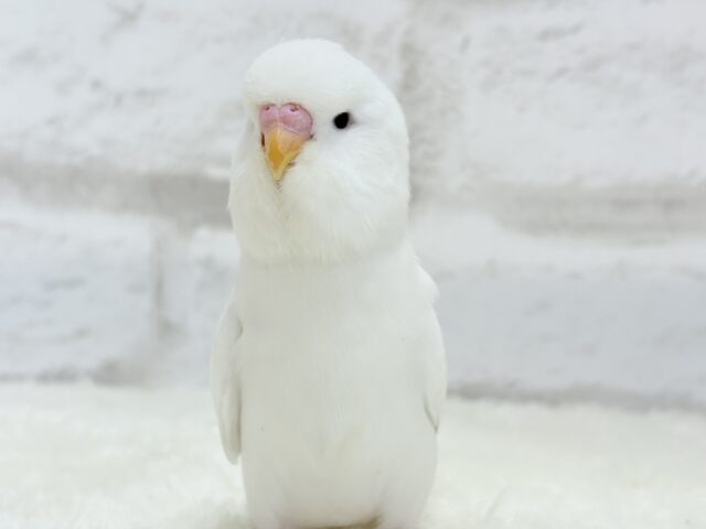 ジャンボセキセイインコ