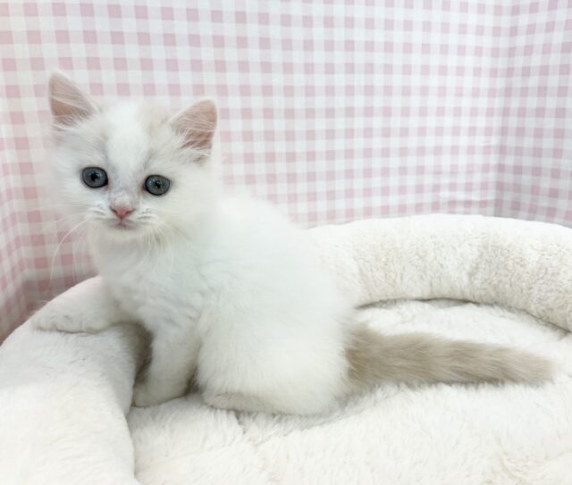 スコティッシュフォールド