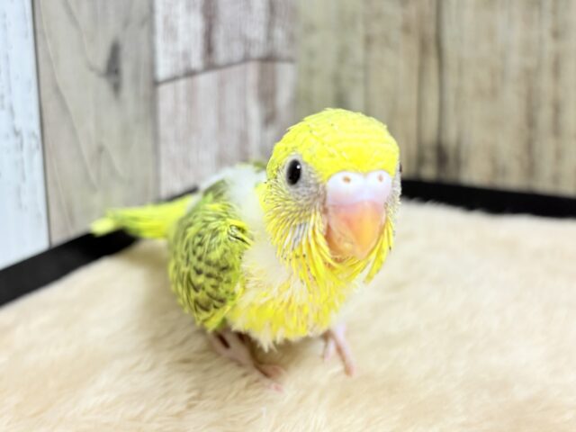 セキセイインコ